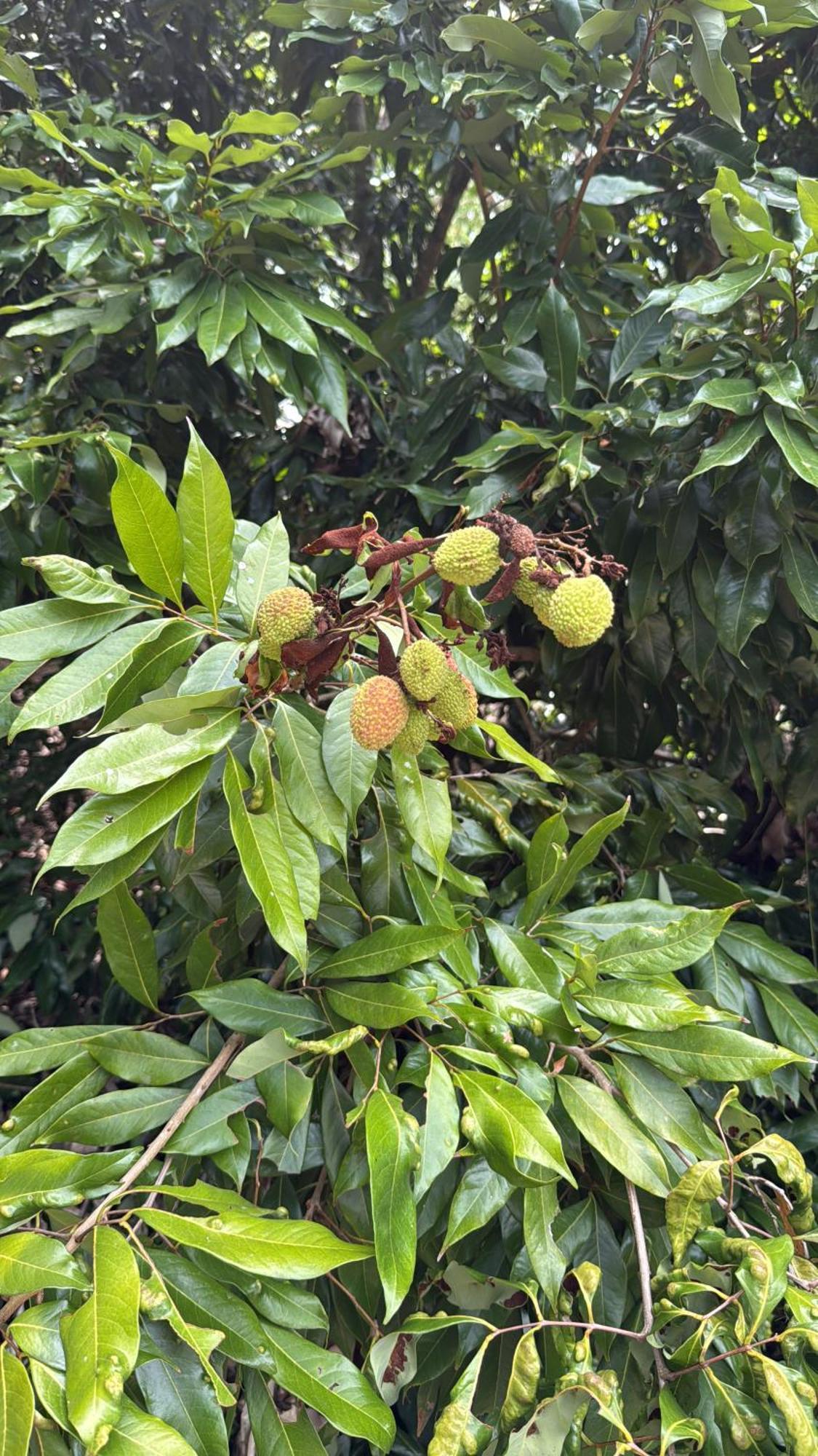 Casarao Verde Sao Luiz do Paraitinga Ngoại thất bức ảnh